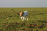 JACK RUSSEL 339